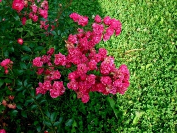 Terkeren 23 Bunga Mawar Dan Rumput Liar Gambar Bunga HD Terkeren 23 Bunga Mawar Dan Rumput Liar Gambar Bunga HD