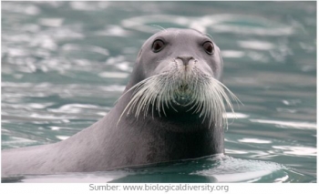 Dahsyat Inilah Rahasia Kumis Anjing Laut Kompasiana Com Dahsyat Inilah Rahasia Kumis Anjing Laut Kompasiana Com