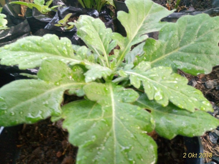 Cara Mudah Memperbanyak Tanaman Obat dengan Vegetatif