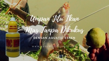 umpan ikan mas yang jitu - umpan jitu ikan mas tanpa dikukus 5c063332c112fe728853dfa3 umpan ikan mas yang jitu - umpan jitu ikan mas tanpa dikukus 5c063332c112fe728853dfa3