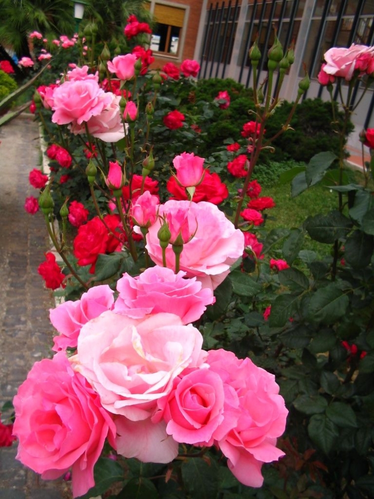 Kembang Mawar Kompasiana com Kembang Mawar Kompasiana com