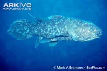 Mengenal Biota Laut Ikan Coelacanth Fosil Hidup Di Laut Mengenal Biota Laut Ikan Coelacanth Fosil Hidup Di Laut