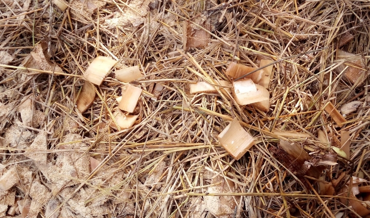 Pemanfaatan Limbah Jerami Untuk Meningkatkan Nutrisi Pada