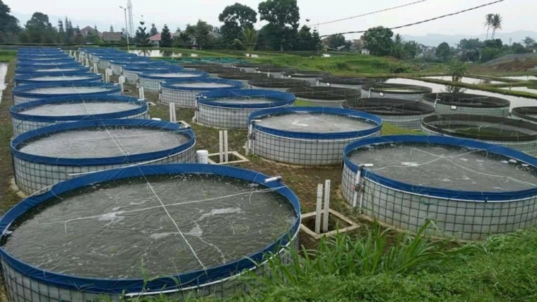 Bisnis Ternak Lele Siapa Sangka Bisa Menguntungkan Halaman All
