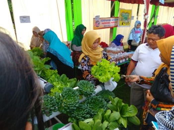 Harga Pakcoy Hidroponik Per Kg