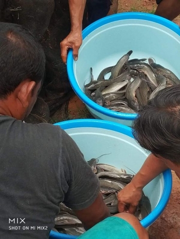 berapa keuntungan ternak lele 1000 ekor - berapa banyak pakan untuk ikan lele 1000 ekor 5c512fb4ab12ae17935d5443 berapa keuntungan ternak lele 1000 ekor - berapa banyak pakan untuk ikan lele 1000 ekor 5c512fb4ab12ae17935d5443
