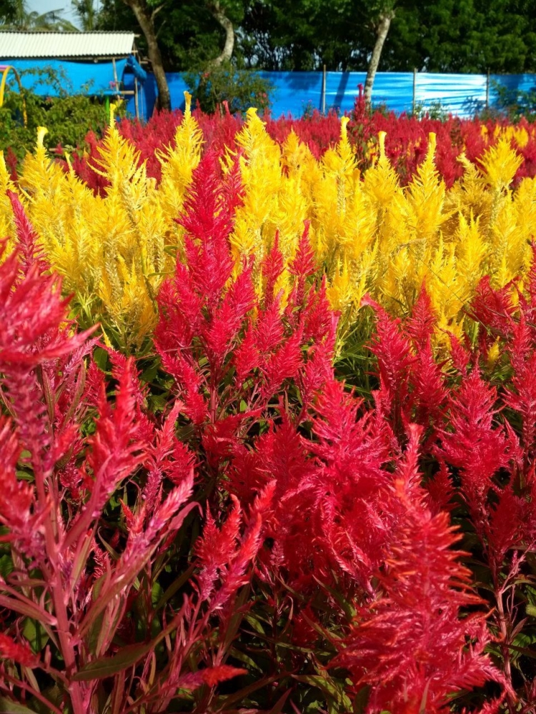 Taman Bunga Ambal Kebumen Kompasiana com Taman Bunga Ambal Kebumen Kompasiana com