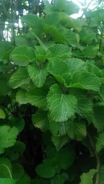 200 Gambar Daun Nampong HD Terbaru 200 Gambar Daun Nampong HD Terbaru