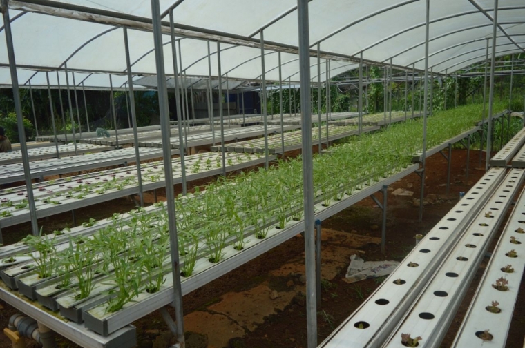 Budikdamber Sistem Aquaponik Tanpa Listrik Yang Sangat Menguntungkan Tanaman Hidroponik Kebun