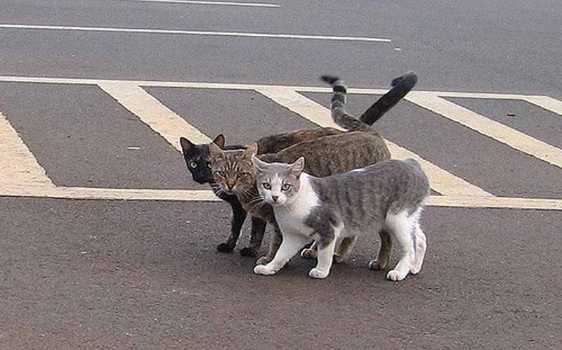 Berebut Menolong Kucing di Jalan, Adakah Mitos? Halaman 1 