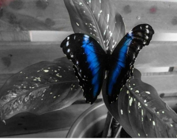 Cara Membuat Puisi Kupu Kupu Kumpulan Puisi Cara Membuat Puisi Kupu Kupu Kumpulan Puisi