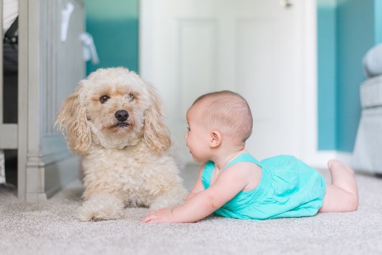 Anjing Peliharaan yang Cocok Jadi Teman Pemilik Pemula Halaman 1