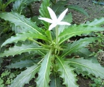 Cara Menggunakan Bunga  Kitolod  Untuk Mata Terkait Mata Cara Menggunakan Bunga  Kitolod  Untuk Mata Terkait Mata