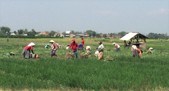 Apa  Yang  Dimaksud  Dengan  Budidaya Tanaman  Pangan  Berbagi   Apa  Yang  Dimaksud  Dengan  Budidaya Tanaman  Pangan  Berbagi
