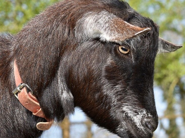 Lupakan Kambing Hitam dan Mulailah Koreksi Kompasiana com Lupakan Kambing Hitam dan Mulailah Koreksi Kompasiana com