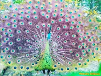Gratis Download Gambar Merak Sang Primadona Kompasiana Gambar Gratis Terupdate by Cikimm