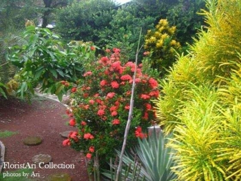 Tanaman Hias Yang Batangnya Berduri Adalah Berbagi Tanam Tanaman Hias Yang Batangnya Berduri Adalah Berbagi Tanam