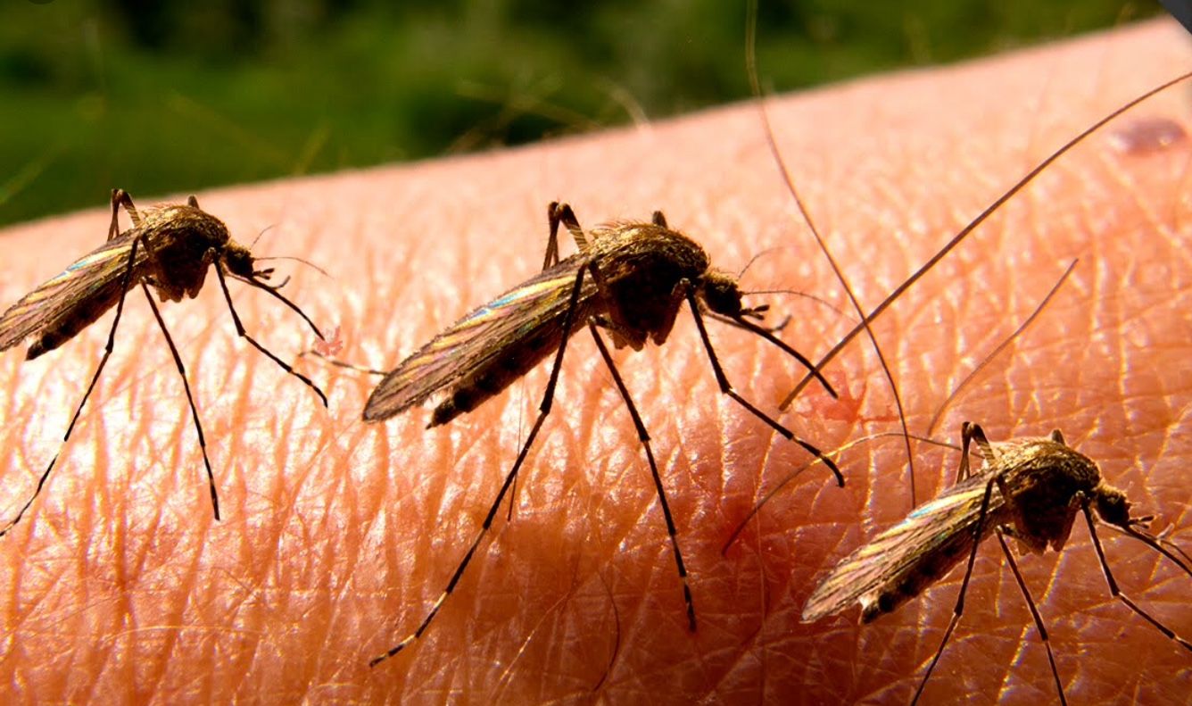 Cara Ampuh Hindari Nyamuk Turut Berbuka Puasa Bersama!