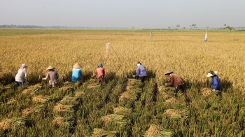 Minimnya Regenerasi Petani Dan Mimpi 2045 Halaman All Minimnya Regenerasi Petani Dan Mimpi 2045 Halaman All