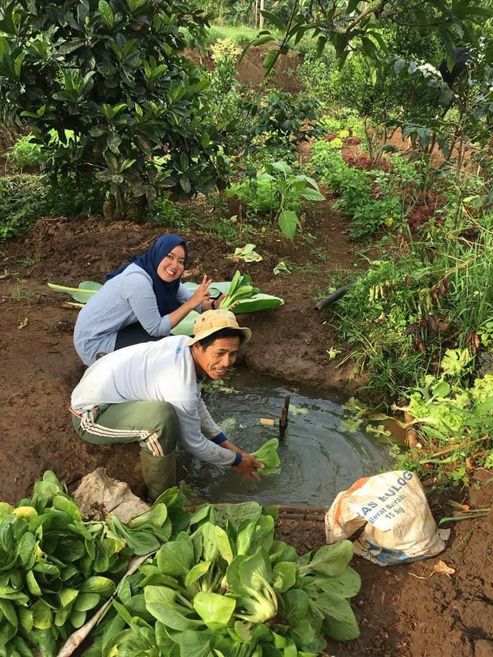 Pakchoi Organik Bisa Menjadi Teman Sayur yang Praktis dan Segar