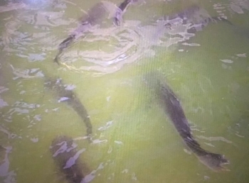 Berkenalan Dengan Ikan Lele Kompasiana Com Berkenalan Dengan Ikan Lele Kompasiana Com