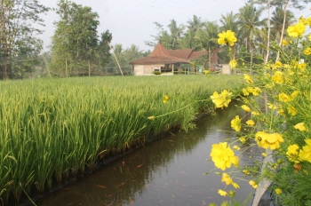 5 Capaian dan 5 Tantangan Infrastruktur Pertanian