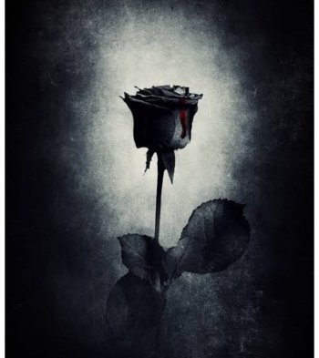 Paling Bagus 29 Gambar Bunga Mawar Hitam Richa Gambar Paling Bagus 29 Gambar Bunga Mawar Hitam Richa Gambar