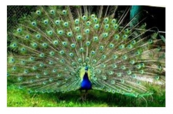 Merak Yang Sombong Halaman All Kompasiana Com Merak Yang Sombong Halaman All Kompasiana Com