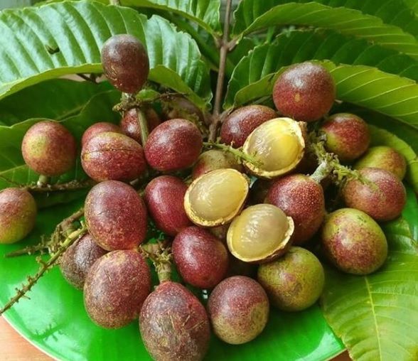 Buah Khas Papua Mengenal Buah Matoa Khas Papua yang Kaya Akan Manfaat Buah Khas Papua Mengenal Buah Matoa Khas Papua yang Kaya Akan Manfaat