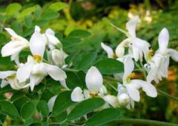 76 Gambar Akar Daun Kelor HD 76 Gambar Akar Daun Kelor HD