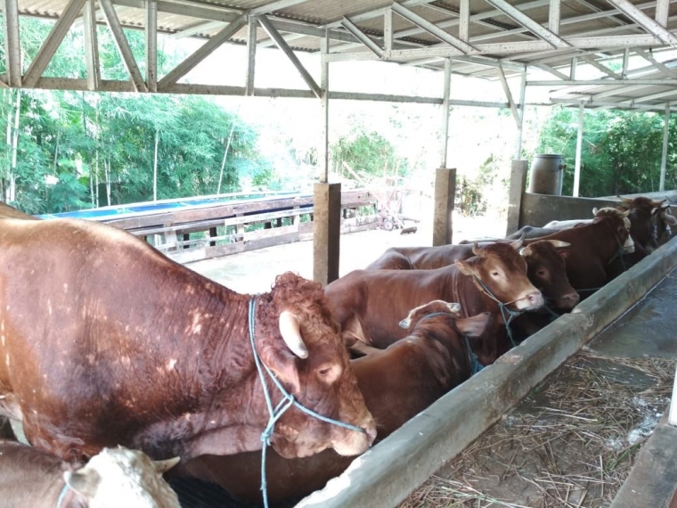 Inilah Salah Satu Peternakan Sapi Dan Kambing Terbesar Di Indonesia Halaman All Kompasiana Com