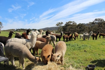 Alpaca Ikon Binatang Yang Jadi Pamor Di Australia Halaman All Alpaca Ikon Binatang Yang Jadi Pamor Di Australia Halaman All