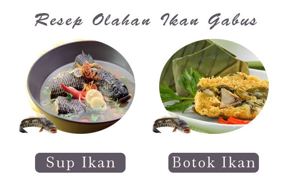 Berbagi Resep Olahan Ikan Gabus (Kutuk) untuk Pasca Berbagi Resep Olahan Ikan Gabus (Kutuk) untuk Pasca