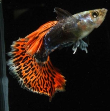 78+ Gambar Animasi Ikan Cupang HD 78+ Gambar Animasi Ikan Cupang HD