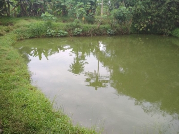 Gambar Kolam Ikan Air Tawar Infoakuakultur Com