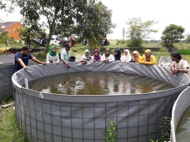 Berapa Jumlah Padat Tebar Budidaya Ikan Lele Kompasiana Com