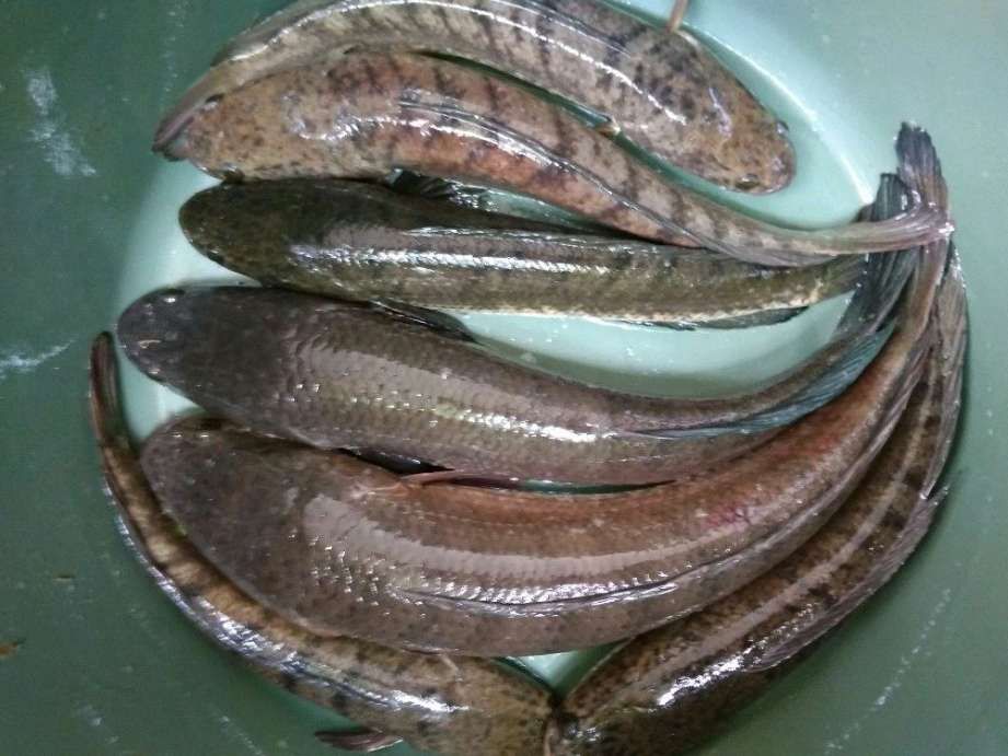 Ikan Haruan Rahasia Bugar Urang Banjar Sejak Ratusan Tahun Silam Halaman All Kompasiana Com