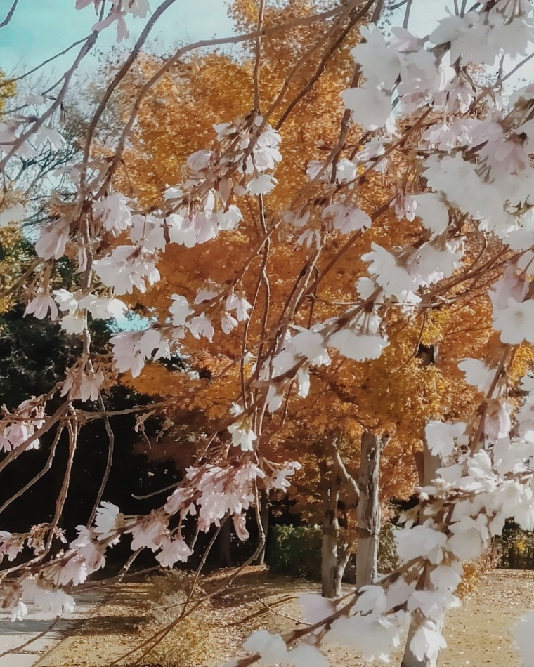 Bunga Sakura Mekar Saat Musim Gugur Di Jepang Halaman 1 Kompasiana Com