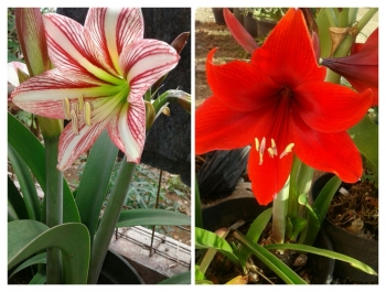 Gambar  Bunga  Bakung Dan  Bagian  Bagiannya  Koleksi Gambar    Gambar  Bunga  Bakung Dan  Bagian  Bagiannya  Koleksi Gambar