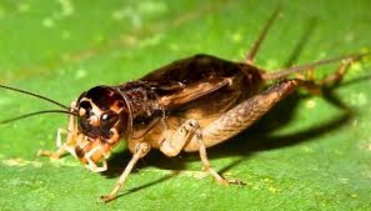 Manisnya Keuntungan Dari Budidaya Jangkrik Kompasiana Com