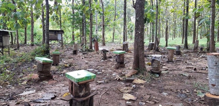 Budidaya Lebah Kelulut di Desa Batu Tanam Kabupaten Banjar - Kompasiana.com