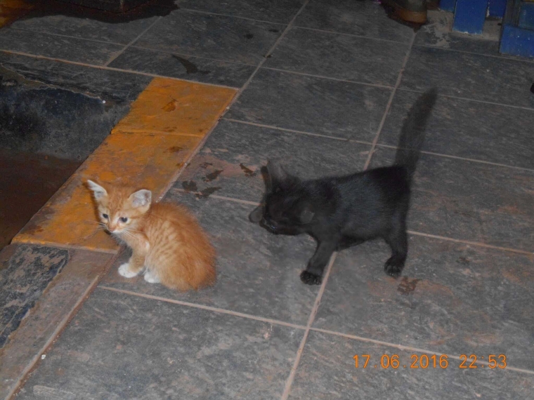 Kucing Hitam Kompasiana Com