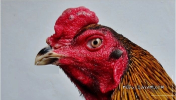 63+ Gambar Ayam Habis Tarung Paling Bagus 63+ Gambar Ayam Habis Tarung Paling Bagus