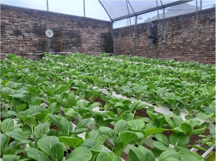 Pentingnya Oksigen Terlarut Hidroponik Nft Kompasiana Com