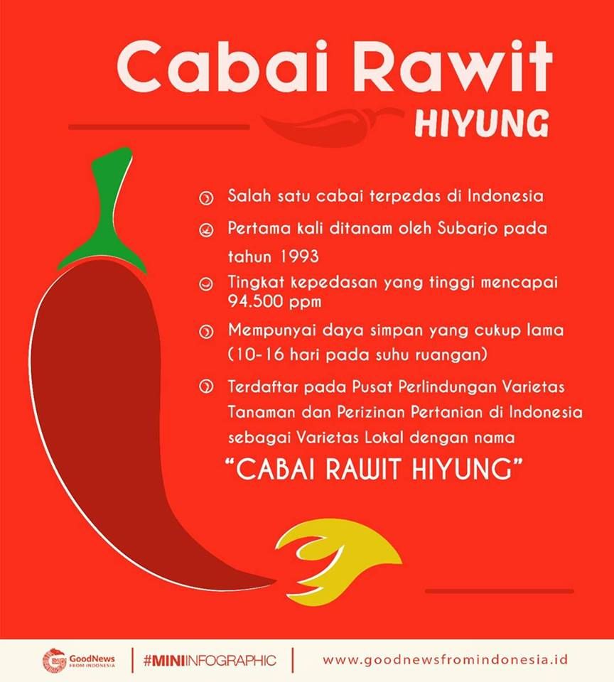 Mengenal Cabai Hiyung, Salah Satu Cabe Terpedas Dunia Dari Kalimantan ...