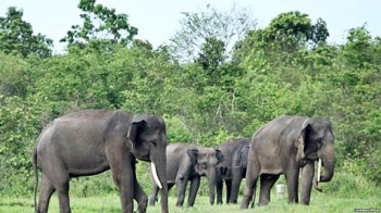 Wisata Lampung Timur Taman Nasional Way Kambas Kompasiana Com Wisata Lampung Timur Taman Nasional Way Kambas Kompasiana Com