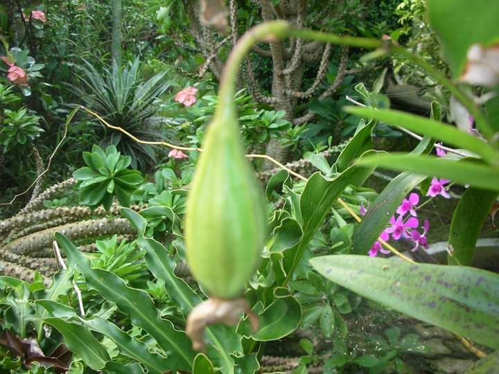 Buah dari Kesabaran dan Ketekunan Halaman 1 Kompasiana com Buah dari Kesabaran dan Ketekunan Halaman 1 Kompasiana com