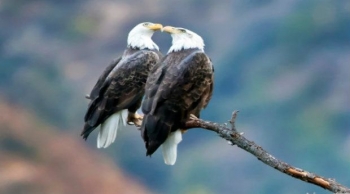 gambar burung rajawali putih - gambar burung