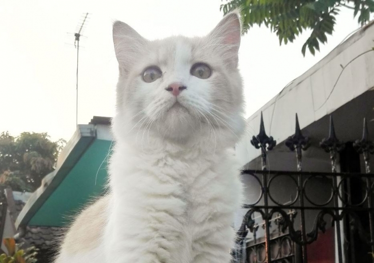 Kucingmu Hilang Coba Cara Ini Supaya Bisa Kembali Halaman 1 Kompasiana Com