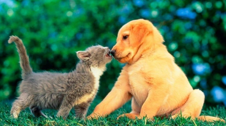 Yuk Ikutan Mikirin Anjing Dan Kucing Jalanan Halaman All Kompasiana Com